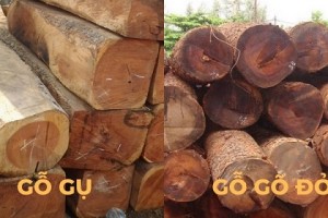 So sánh gỗ gõ đỏ và gỗ gụ: Chất lượng loại nào tốt hơn?